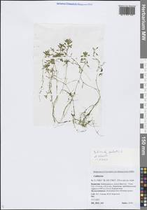 Болотник обыкновенный L., Сибирь, Прибайкалье и Забайкалье (S4) (Россия)