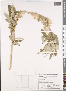 Ива прутовидная, Ива корзиночная L., Сибирь, Центральная Сибирь (S3) (Россия)