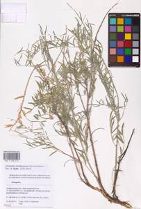 Astragalus astrachanicus Sytin & Laktionov, Восточная Европа, Нижневолжский район (E9) (Россия)