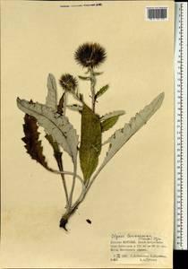 Olgaea lomonossowii (Trautv.) Iljin, Монголия (MONG) (Монголия)