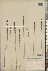 Очанка, Восточная Европа, Ростовская область (E12a) (Россия)