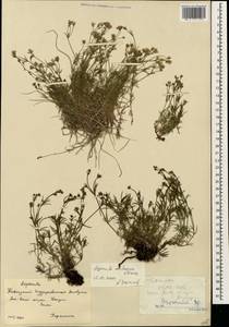 Cynanchica abchasica (V.I.Krecz.) P.Caputo & Del Guacchio, Кавказ, Краснодарский край и Адыгея (K1a) (Россия)