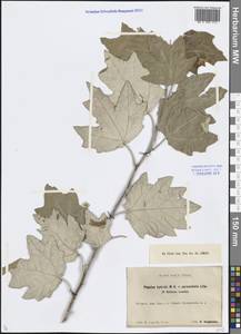 Populus × canescens (Aiton) Sm., Средняя Азия и Казахстан, Каракумы (M6) (Туркмения)