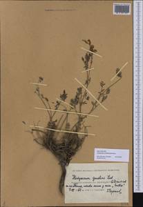 Hedysarum schellianum Knjaz., Средняя Азия и Казахстан, Прикаспийский Устюрт и Северное Приаралье (M8) (Казахстан)