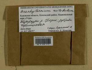 Brachythecium rutabulum (Hedw.) Schimp., Гербарий мохообразных, Мхи - Центральное Нечерноземье (B6) (Россия)