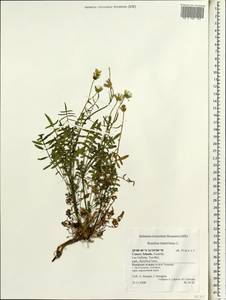 Sonchus tenerrimus L., Африка (AFR) (Испания)