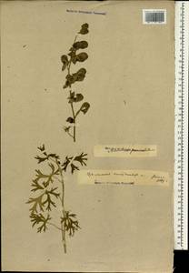 Aconitum degenii subsp. degenii, Зарубежная Азия (ASIA) (Неизвестно)