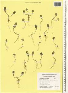 Бурачок туркестанский Regel & Schmalh. ex Regel, Крым (KRYM) (Россия)