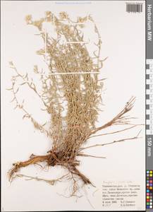 Анафалис розово-белый Krasch., Средняя Азия и Казахстан, Памир и Памиро-Алай (M2) (Таджикистан)