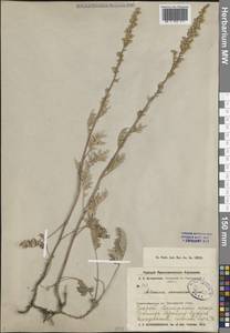 Полынь армянская Lam., Средняя Азия и Казахстан, Муюнкумы, Прибалхашье и Бетпак-Дала (M9) (Казахстан)