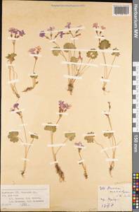Primula minkwitziae W. W. Sm., Средняя Азия и Казахстан, Западный Тянь-Шань и Каратау (M3) (Киргизия)