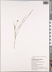 Iphigenia indica (L.) A.Gray ex Kunth, Зарубежная Азия (ASIA) (Вьетнам)