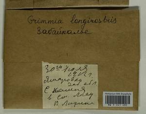 Grimmia longirostris Hook., Гербарий мохообразных, Мхи - Прибайкалье и Забайкалье (B18) (Россия)