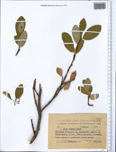 Ива нарядная Pursh, Сибирь, Западный (Казахстанский) Алтай (S2a) (Казахстан)