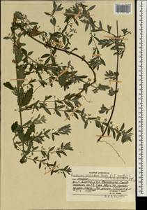 Teucrium scordium subsp. serratum (Benth.) Rech.f., Зарубежная Азия (ASIA) (Афганистан)