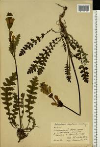 Мытник скипетровидный L., Восточная Европа, Северный район (E1) (Россия)