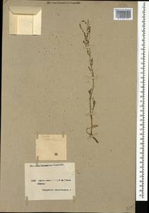 Щавель щавельковидный (Balansa) Den Nijs, Кавказ, Армения (K5) (Армения)