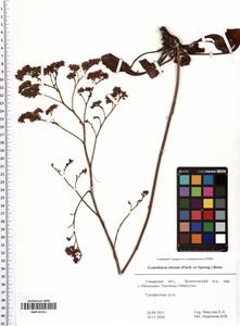 Гониолимон высокий (Fisch. ex Spreng.) Boiss., Восточная Европа, Средневолжский район (E8) (Россия)