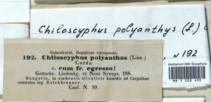 Chiloscyphus polyanthos (L.) Corda, Гербарий мохообразных, Мхи - Западная Европа (BEu) (Венгрия)