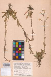 Смолевка клейкая (L.) Pers., Восточная Европа, Нижневолжский район (E9) (Россия)