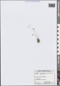 Минуарция прямая (Sw.) Rchb., Сибирь, Центральная Сибирь (S3) (Россия)