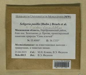 Fissidens gracilifolius Brugg.-Nann. & Nyholm, Гербарий мохообразных, Мхи - Москва и Московская область (B6a) (Россия)