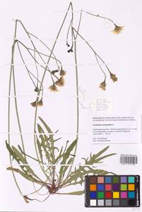 Scorzoneroides autumnalis subsp. autumnalis, Восточная Европа, Северо-Западный район (E2) (Россия)