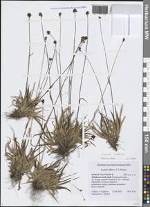 Luzula multiflora subsp. sibirica V.I.Krecz., Сибирь, Прибайкалье и Забайкалье (S4) (Россия)