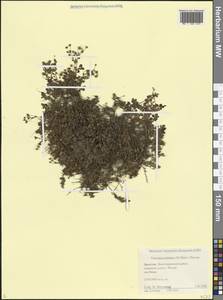 Вероника каменистая (M.Bieb.) Steven, Кавказ, Дагестан (K2) (Россия)