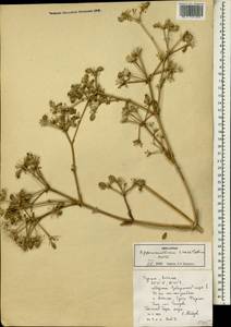 Cachrys crassiloba (Boiss.) Meikle, Зарубежная Азия (ASIA) (Турция)