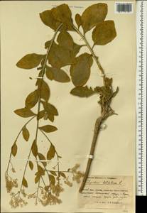 Клоповник широколистный L., Зарубежная Азия (ASIA) (КНР)