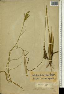 Alloteropsis semialata subsp. eckloniana (Nees) Gibbs Russ., Африка (AFR) (ЮАР)