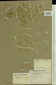 Hypertelis cerviana (L.) Thulin, Восточная Европа, Нижневолжский район (E9) (Россия)