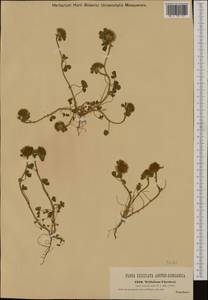 Trifolium cherleri L., Западная Европа (EUR) (Словения)