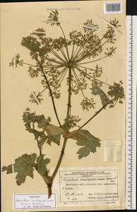 Борщевик Мантегацци Sommier & Levier, Восточная Европа, Московская область и Москва (E4a) (Россия)