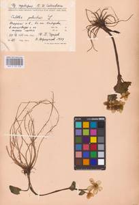 Калужница болотная L., Восточная Европа, Северный район (E1) (Россия)