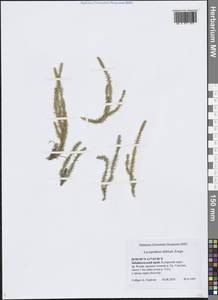 Spinulum annotinum subsp. dubium (Zoëga) J.H.Xue, Chepinoga & K.P.Ma, Сибирь, Прибайкалье и Забайкалье (S4) (Россия)