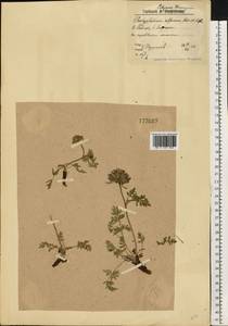 Толстореберник мутеллиновидный (Crantz) Holub, Восточная Европа, Северный район (E1) (Россия)