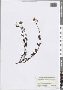 Helianthemum nummularium subsp. grandiflorum (Scop.) Schinz & Thell., Кавказ, Краснодарский край и Адыгея (K1a) (Россия)