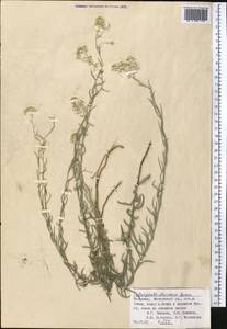 Anaphalis darvasica Boriss., Средняя Азия и Казахстан, Памир и Памиро-Алай (M2) (Таджикистан)