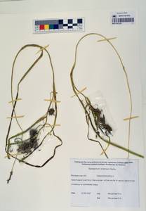 MAG 0003368, Ежеголовник всплывающий, Ежеголовник всплывший Rehmann, Сибирь, Чукотка и Камчатка (S7) (Россия)