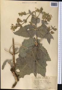 Шалфей мускатный L., Средняя Азия и Казахстан, Каракумы (M6) (Туркмения)