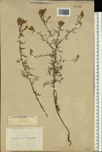 Василек песчаный M. Bieb. ex Willd., Восточная Европа, Центральный лесостепной район (E6) (Россия)