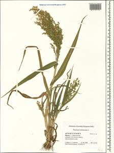 Просо посевное L., Крым (KRYM) (Россия)