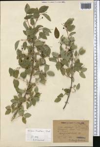 Жимолость Королькова Stapf, Средняя Азия и Казахстан, Западный Тянь-Шань и Каратау (M3) (Киргизия)