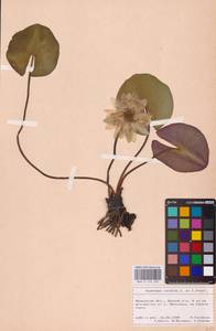 Кувшинка белоснежная C.Presl, Восточная Европа, Северо-Украинский район (E11) (Украина)