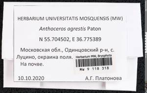 Anthoceros agrestis Paton, Гербарий мохообразных, Мхи - Москва и Московская область (B6a) (Россия)