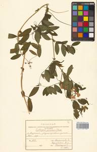 Lathyrus palustris subsp. palustris, Сибирь, Дальний Восток (S6) (Россия)
