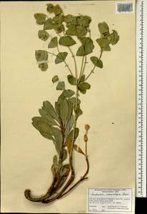 Euphorbia erubescens Boiss., Зарубежная Азия (ASIA) (Иран)