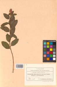 Спирея иволистная, Таволга иволистная L., Сибирь, Дальний Восток (S6) (Россия)